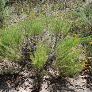 Chrysocephalum semipapposum at Coree, ACT - 21 Feb 2021