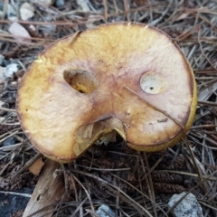 Suillus sp. (A bolete ) at Coree, ACT - 21 Feb 2021 by tpreston