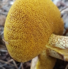 Suillus sp. at Coree, ACT - 21 Feb 2021