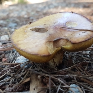 Suillus sp. at Coree, ACT - 21 Feb 2021