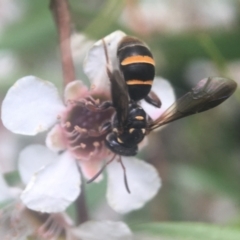 Lasioglossum (Australictus) peraustrale (Halictid bee) at Acton, ACT - 20 Feb 2021 by PeterA