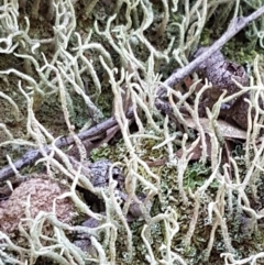 Cladonia sp. (genus) (Cup Lichen) at Coree, ACT - 21 Feb 2021 by tpreston