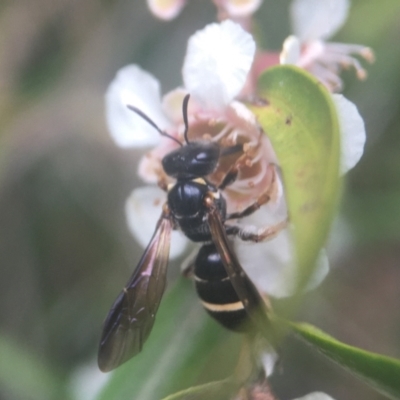 Lasioglossum (Australictus) tertium (Halictid bee) at Acton, ACT - 20 Feb 2021 by PeterA