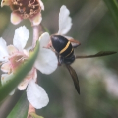 Lasioglossum (Australictus) tertium at Acton, ACT - 20 Feb 2021 01:54 PM