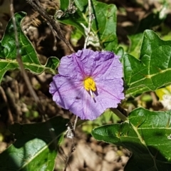 Solanum cinereum (Narrawa Burr) at Sherwood Forest - 21 Feb 2021 by trevorpreston