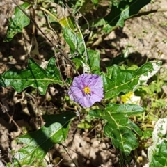 Solanum cinereum at Coree, ACT - 21 Feb 2021 11:26 AM