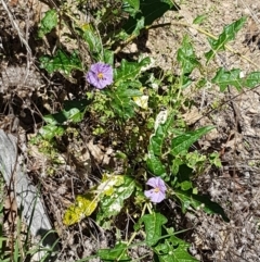 Solanum cinereum at Coree, ACT - 21 Feb 2021 11:26 AM