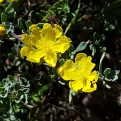 Hibbertia obtusifolia (Grey Guinea-flower) at Coree, ACT - 21 Feb 2021 by tpreston