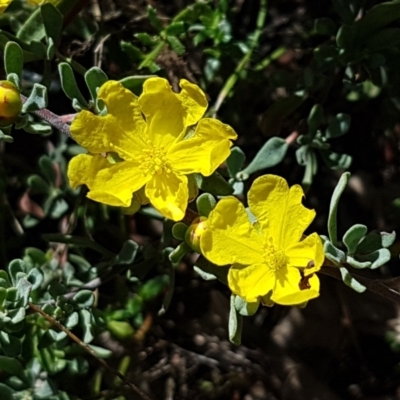 Hibbertia obtusifolia (Grey Guinea-flower) at Coree, ACT - 21 Feb 2021 by trevorpreston