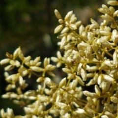 Cassinia quinquefaria (Rosemary Cassinia) at Sherwood Forest - 21 Feb 2021 by trevorpreston