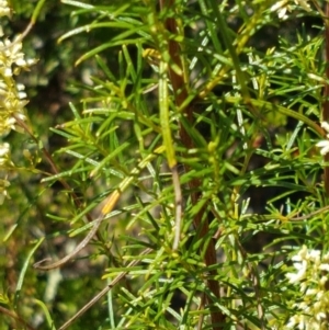 Cassinia quinquefaria at Coree, ACT - 21 Feb 2021 11:39 AM