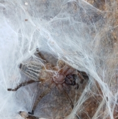 Mituliodon tarantulinus at Uriarra Village, ACT - 21 Feb 2021 by trevorpreston