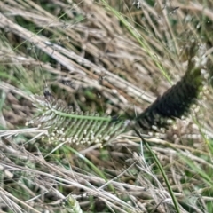 Eleusine tristachya (Goose Grass, Crab Grass, American Crows-Foot Grass) at Coree, ACT - 21 Feb 2021 by tpreston