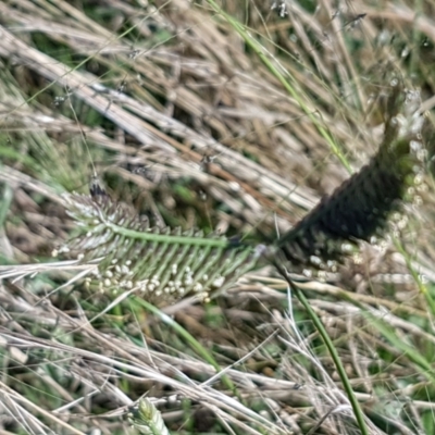 Eleusine tristachya (Goose Grass, Crab Grass, American Crows-Foot Grass) at Coree, ACT - 21 Feb 2021 by trevorpreston