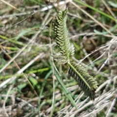 Eleusine tristachya at Coree, ACT - 21 Feb 2021