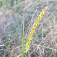 Setaria sp. (Pigeon Grass) at Coree, ACT - 21 Feb 2021 by tpreston