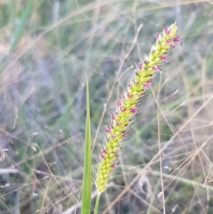 Setaria sp. at Coree, ACT - 21 Feb 2021 11:50 AM