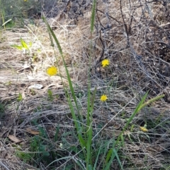 Setaria sp. at Coree, ACT - 21 Feb 2021 11:50 AM