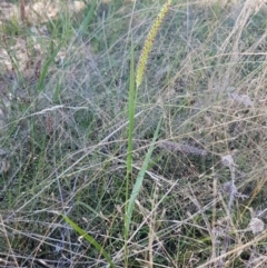 Setaria sp. at Coree, ACT - 21 Feb 2021 11:50 AM