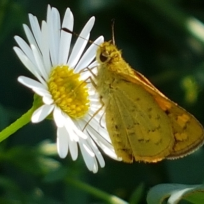 Ocybadistes walkeri (Green Grass-dart) at Holt, ACT - 21 Feb 2021 by trevorpreston