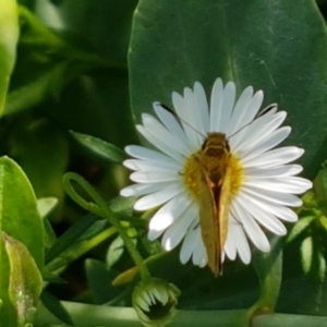 Ocybadistes walkeri at Holt, ACT - 21 Feb 2021