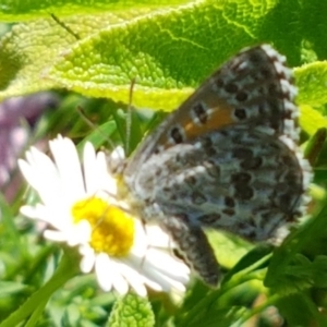 Lucia limbaria at Holt, ACT - 21 Feb 2021