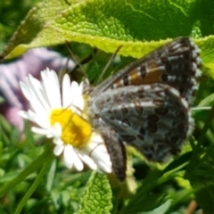 Lucia limbaria at Holt, ACT - 21 Feb 2021