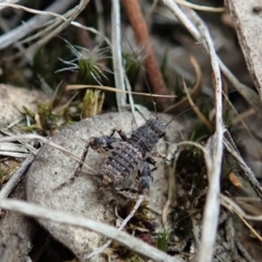 Calperum ottei (A recently described pygmy cricket) at Cook, ACT - 19 Feb 2021 by CathB