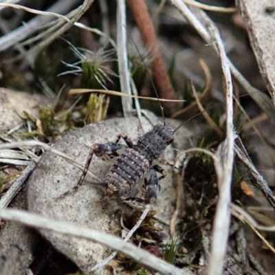 Calperum ottei (A recently described pygmy cricket) at Cook, ACT - 19 Feb 2021 by CathB