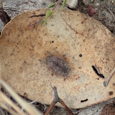 Tetrigidae (family) (Pygmy grasshopper) at Mount Painter - 19 Feb 2021 by CathB