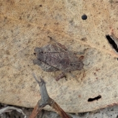 Tetrigidae (family) at Cook, ACT - 19 Feb 2021 12:00 PM