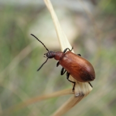 Ecnolagria grandis (Honeybrown beetle) at Cook, ACT - 19 Feb 2021 by CathB