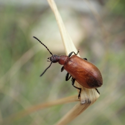 Ecnolagria grandis (Honeybrown beetle) at Cook, ACT - 19 Feb 2021 by CathB