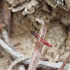 Miridae (family) (Unidentified plant bug) at Holt, ACT - 19 Feb 2021 by CathB