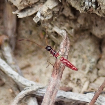 Miridae (family) (Unidentified plant bug) at Holt, ACT - 19 Feb 2021 by CathB