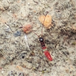 Miridae (family) at Holt, ACT - 19 Feb 2021 12:07 PM