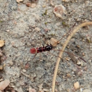 Miridae (family) at Holt, ACT - 19 Feb 2021 12:07 PM