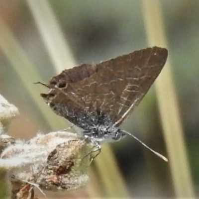 Theclinesthes miskini (Wattle Blue) at Booth, ACT - 21 Feb 2021 by JohnBundock