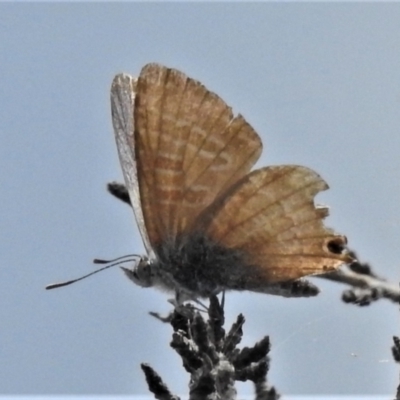 Theclinesthes miskini (Wattle Blue) at Booth, ACT - 21 Feb 2021 by JohnBundock