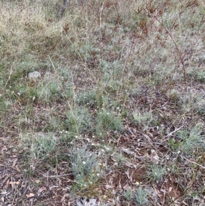 Leucochrysum albicans subsp. tricolor (Hoary Sunray) at Watson, ACT - 8 Feb 2021 by waltraud