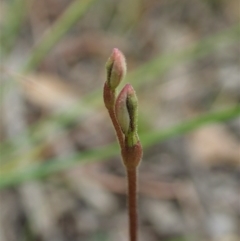 Eriochilus cucullatus (Parson's Bands) at Cook, ACT - 19 Feb 2021 by CathB