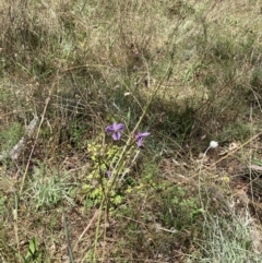 Arthropodium fimbriatum (Nodding Chocolate Lily) at Majura, ACT - 21 Feb 2021 by waltraud