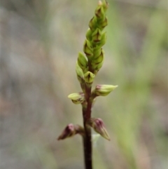 Corunastylis clivicola at Cook, ACT - 19 Feb 2021