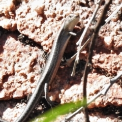 Lampropholis guichenoti (Common Garden Skink) at Rendezvous Creek, ACT - 21 Feb 2021 by JohnBundock