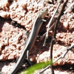 Lampropholis guichenoti (Common Garden Skink) at Rendezvous Creek, ACT - 20 Feb 2021 by JohnBundock