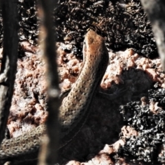 Lampropholis guichenoti at Rendezvous Creek, ACT - 21 Feb 2021