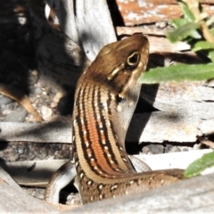 Liopholis whitii (White's Skink) at Rendezvous Creek, ACT - 20 Feb 2021 by JohnBundock