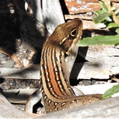 Liopholis whitii (White's Skink) at Rendezvous Creek, ACT - 21 Feb 2021 by JohnBundock