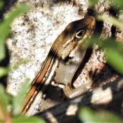 Liopholis whitii at Rendezvous Creek, ACT - 21 Feb 2021