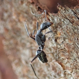 Camponotus nigroaeneus at Cook, ACT - 19 Feb 2021 12:19 PM